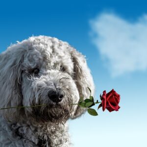 valentine's day, dog, animal-3135789.jpg